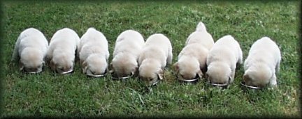 Visit our Puppy Info Page.