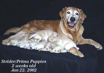 Prima and her 9 Puppies