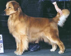 CH Faera's Starlight at 2 years